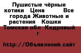 Пушистые чёрные котики › Цена ­ 100 - Все города Животные и растения » Кошки   . Томская обл.,Кедровый г.